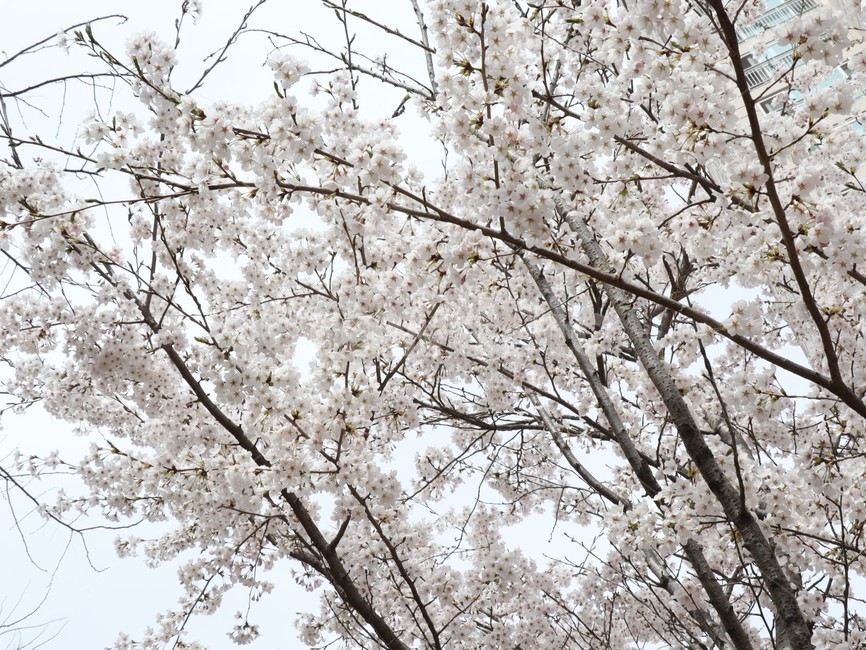 벚꽃,만개,봄,봄꽃,개화,봄,계절,spring,season,plant,식물,blossom,꽃,cherry blossom,flower