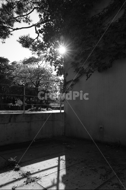 그림자,흑백사진,햇빛,분할,소나무,shadow,silhouette,monochromephotograph,sunlight,흑백,모노톤,monochrome,black and white