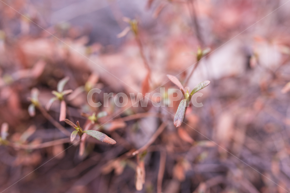 나무,tree,식물,botanical,자연,식물,자연,plants,nature