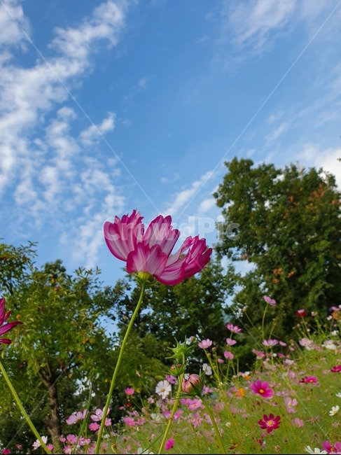 plant,식물,blossom,flower,꽃,petal,꽃잎,코스모스,가을