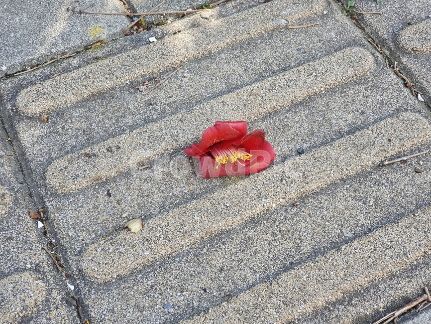낙화,동백꽃,자연,꽃,fallenblossom,flower,symbol,상징,camellia