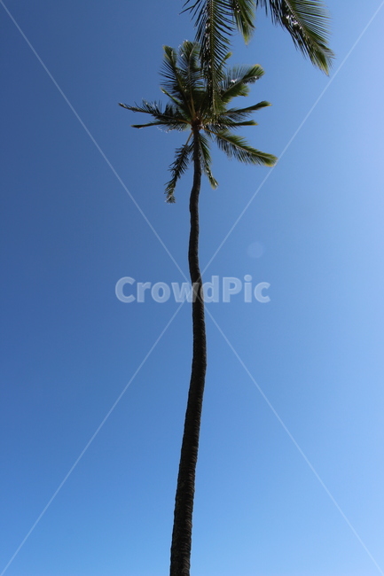 야자수,나무,palmtree,tree,plant,여름,summer,식물,하와이,하늘,바람,blue,sky,wind
