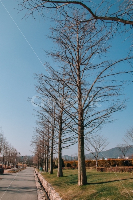 겨울,나무,순천,공원,길,korea,garden,road,tree,감성,순천만국가정원,정원,자연,풍경,nature,landscape,겨울,계절,winter,season,plant,식물,tree trunk,나무 줄기