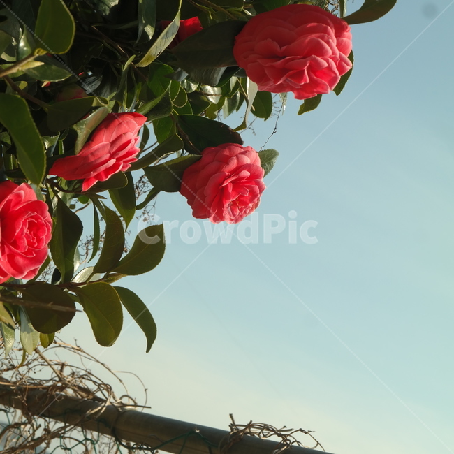동백꽃,꽃,flower,plant,식물,감성,자연,하늘,빨간꽃,동백,camelliaflower