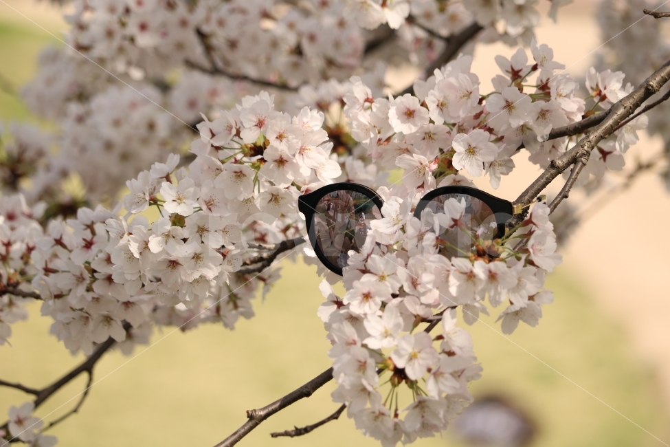 대전,엑스포아파트,벛꽃,선글라스,연출,봄,꽃,감성,봄,계절,spring,season,식물,자연,plants,nature,꽃,flower,사물,물건,오브젝트,thing,object,matter,연출,컨셉,콘셉,direction,concept,plant,cherry blossom,벚꽃,blossom