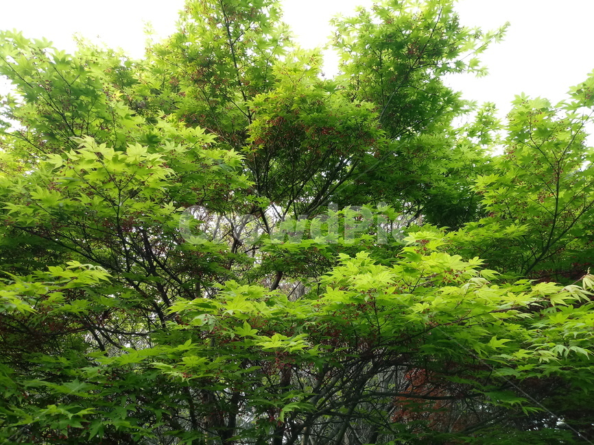 단풍나무,식물,자연,maple,낙엽활엽관목,초록,숲
