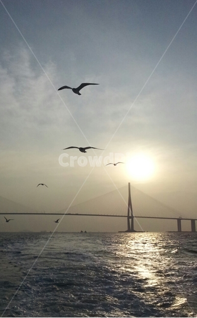 새,bird,바다노을,대교,flying