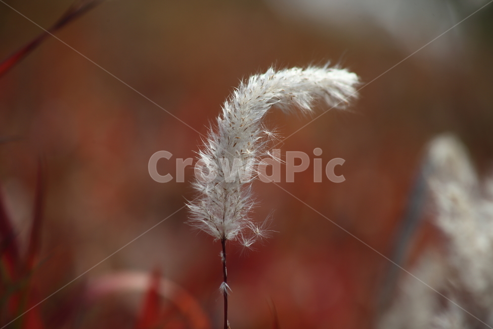 씨앗,종자,번식,식물,seed,식물,자연,plants,nature