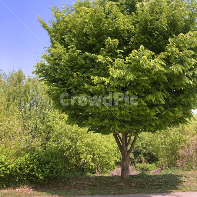 tree,나무,plant,식물,자연,nature,풀