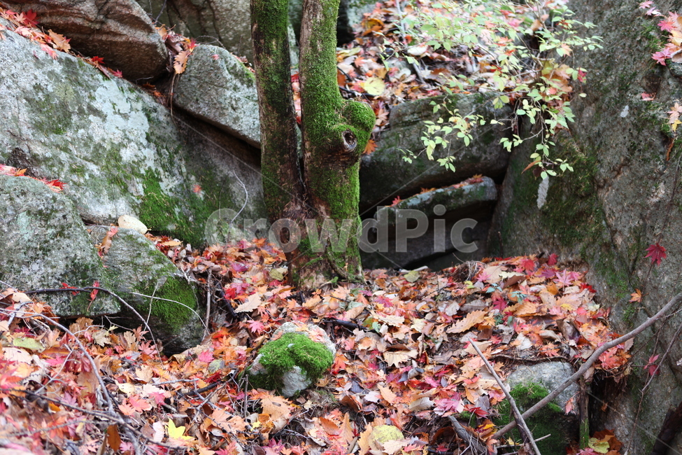 나무,이끼,돌,낙엽,가을,가을,계절,fall,autumn,season,식물,자연,plants,nature,나무,trees,wood,leaf,잎,plant,tree,ground,바닥