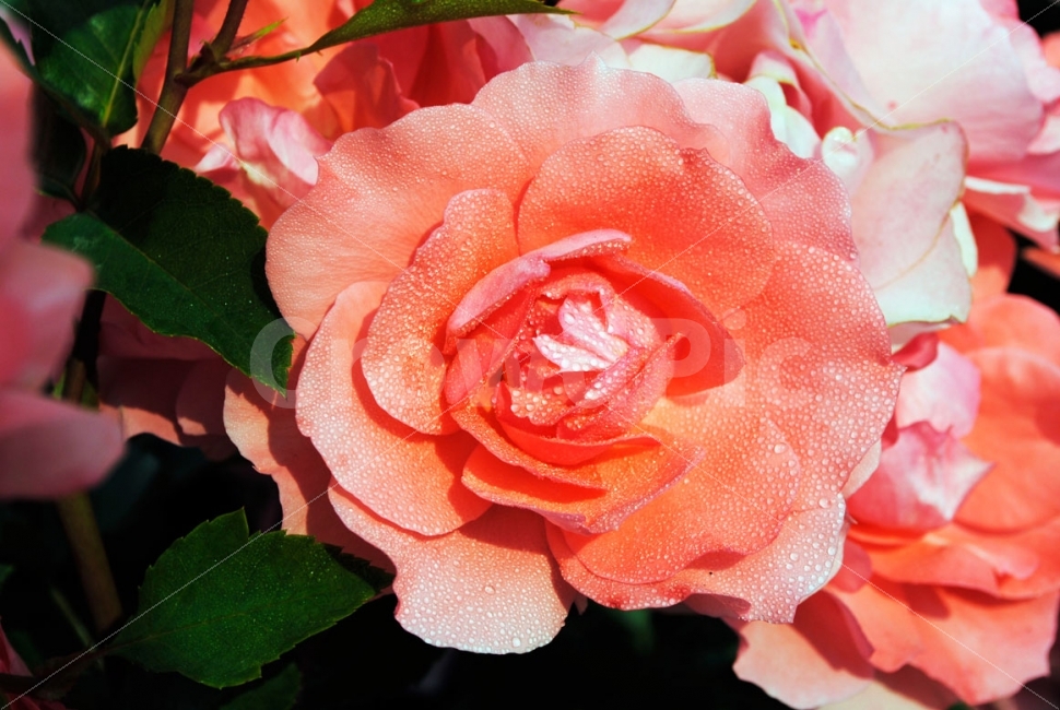 장미,울산,대공원,축제,로즈,rose,꽃,사랑,flower,plants,love,자연,nature,식물,자연,plants,nature,꽃,flower,색깔,색상,색채,색감,color sense,color sensitivity,feeling of color