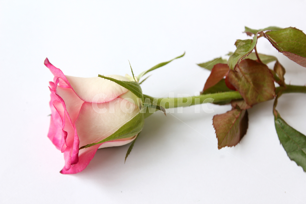 꽃,장미,장미꽃,핑크,생화,rose,flower,pink,신선한,green,leaf,leaves,녹색,그린,잎,나뭇잎,장미잎,탑앵글,식물,사랑,로맨스,love,romantic,한송이,one,꽃,flower,누끼,remove background