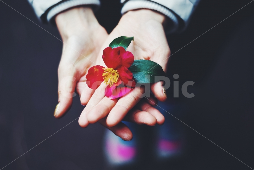손,hands,flower,꽃,동백꽃,사람,빨강,red,녹색,green,식물,자연,plants,nature,꽃,flower,사람,인물,인간,human,person,감성,sensible,feeling,연출,컨셉,콘셉,direction,concept