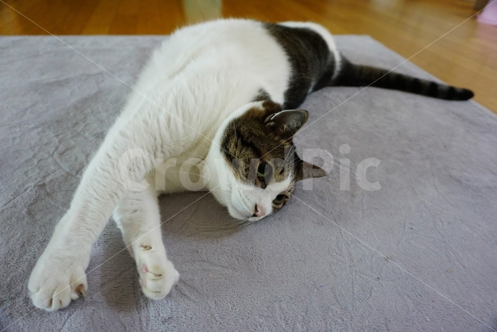 고양이,야옹이,귀염둥이,재롱둥이,반려동물,은별이,동물,animal,포유류,mammal,고양이,cat,kitten,kitty