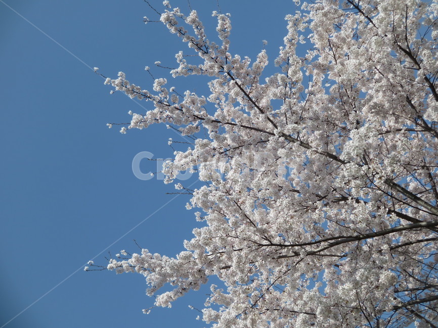 벚꽃,봄꽃,spring,cherryblossom,하얀벚꽃,계절,season,식물,자연,plants,nature,꽃,flower,감성,sensiblefeeling,plant,blossom,푸른,하늘,맑음,봄날,봄날씨