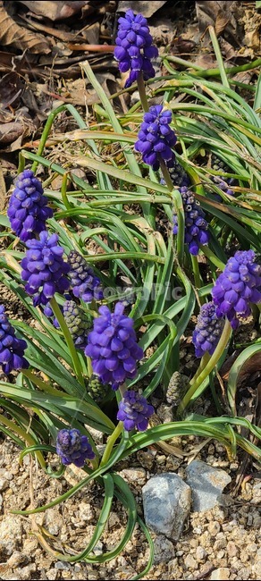 plant,식물,꽃,flower,무스카리,백합과식물,백합과