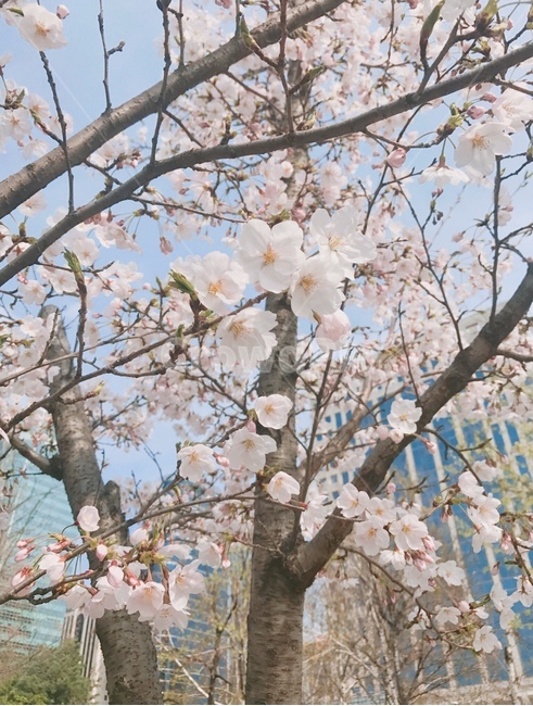 벚꽃,꽃,분홍,파스텔,하늘