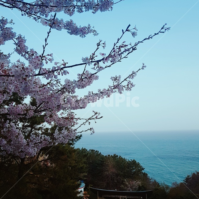 벚꽃,봄바디,바다,봄,꽃,봄,계절,spring,season,식물,자연,plants,nature,꽃,flower,plant,blossom