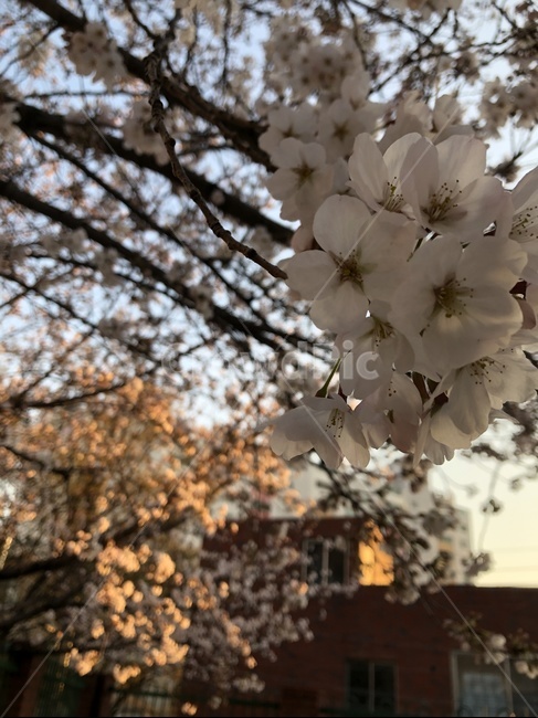 주택,아파트,벚꽃,꽃,봄,하늘,노을,감성,풍경,마당,봄,계절,spring,season,식물,자연,plants,nature,꽃,flower,plant,blossom