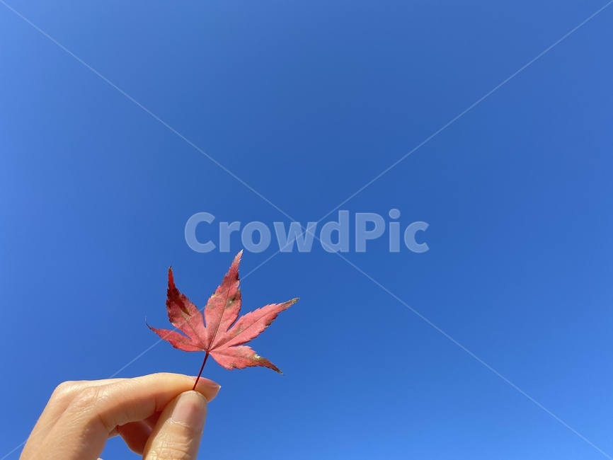 하늘,식물,낙엽,가을,가을낙엽,단풍,감성사진,가을,계절,fall,autumn,season