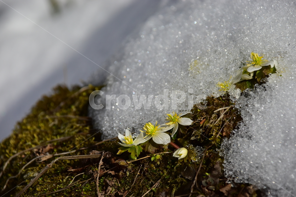 모데미풀,야생화,봄,눈,설중,꽃,풀꽃,자연,식물,식생,감성,힐링,plants,nature,spring,season,flower,emotion,feeling,흰색,초본,너도바람꽃속