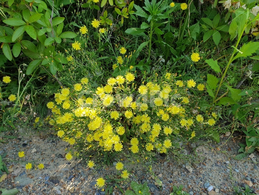 민들레,dandelion,봄꽃,flowers,spring,plants,식물,계절,봄,꽃,nature,beautiful,봄이미지,노란색,여러해살이풀,쌍떡잎식물
