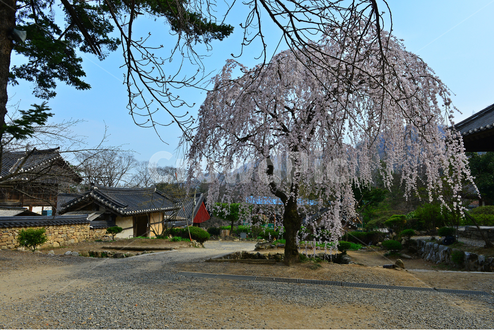 nature,자연,outdoors,옥외,road,도로,tree,나무,plant,식물,gravel,자갈,dirtroad,흙길,경치,경관,벚꽃,벚나무,승주,선암사,처진올벚나무,선암사처진올벚나무,봄,계절,유적지,문화재