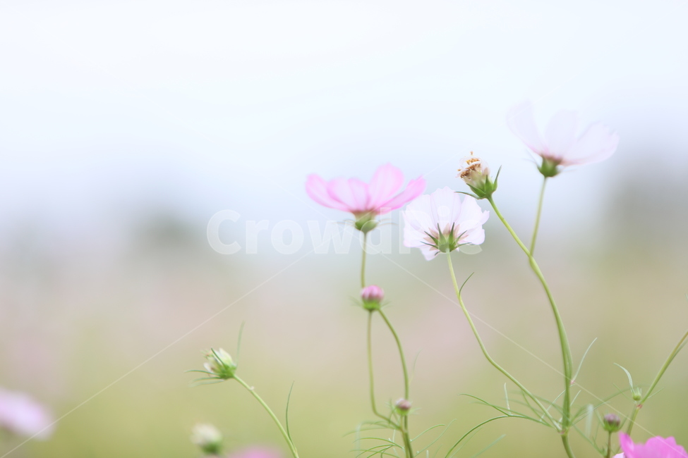 코스모스,가을풍경,가을꽃,꽃,아름다움,가을,계절,fall,autumn,season,식물,자연,plants,nature,꽃,flower,geranium,제라늄,plant,blossom