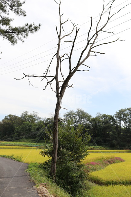 나무,시골,가뭄,나뭇가지,tree