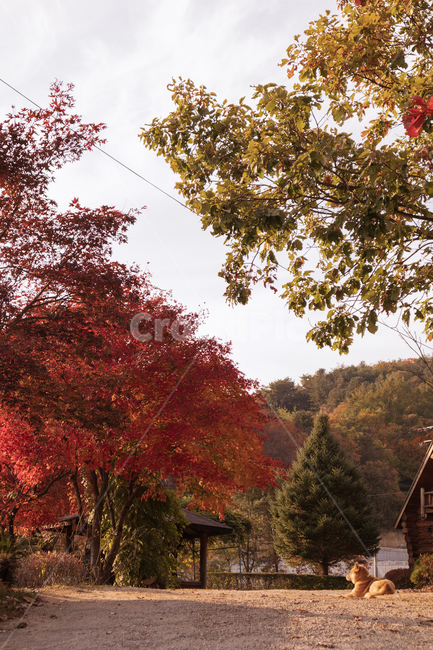 나무,단풍,가을,자연,풍경,fall,tree,landscape,강아지,dog,가을,계절,fall,autumn,season,동물,animal,포유류,mammal,개,강아지,dog,doggy,plant,식물