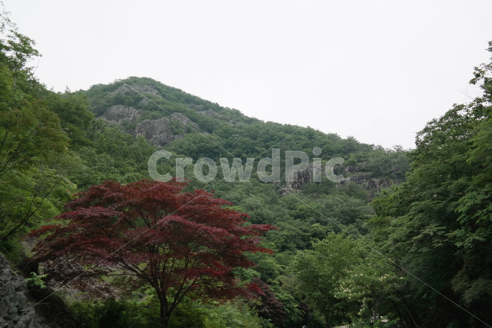 산,나무,식물,자연,바위