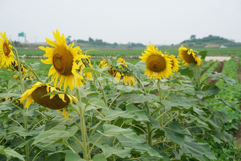 해바라기,국화과,식물,해바라기꽃,두상화,규화,항일화,sunflower,식물,자연,plants,nature,꽃,flower