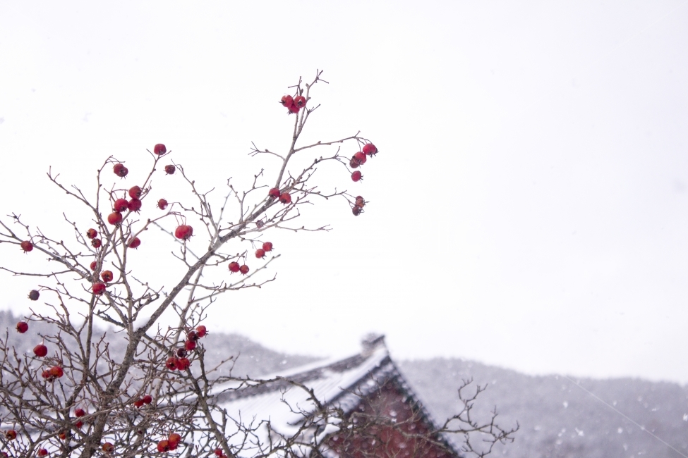 설경,눈,감,기와,지붕,한옥,배경,백그라운드,풍경,경치,겨울,다울,겨울,계절,winter,season,식물,자연,plants,nature,과일,열매,fruit