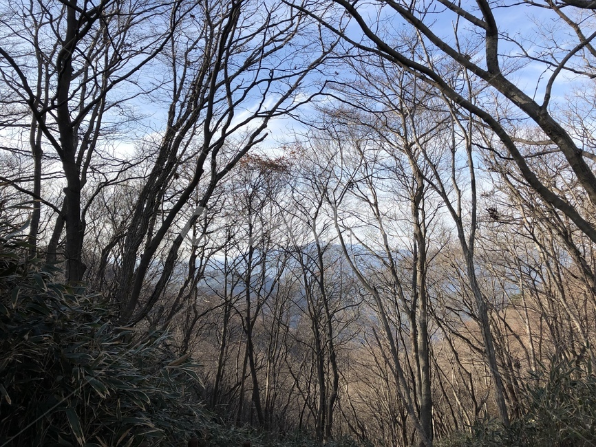 plant,식물,tree,나무,treetrunk,나무줄기,산,맑음,겨울,winter