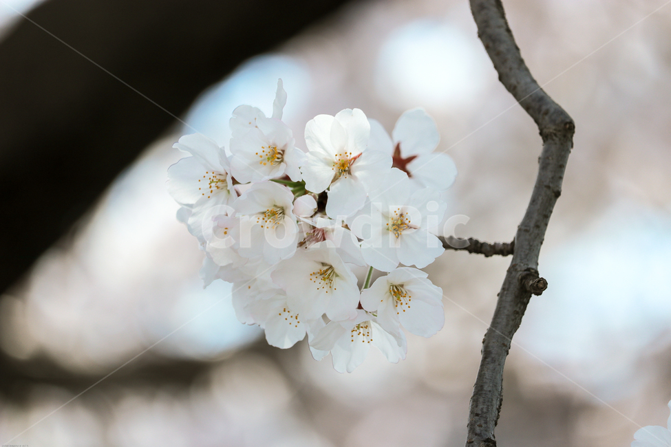 plant,blossom,flower,꽃,봄,봄꽃,벚꽃나무,spring,계절,식물,자연,tree,나무,wood,가지,시즌,플라워,생화,nature