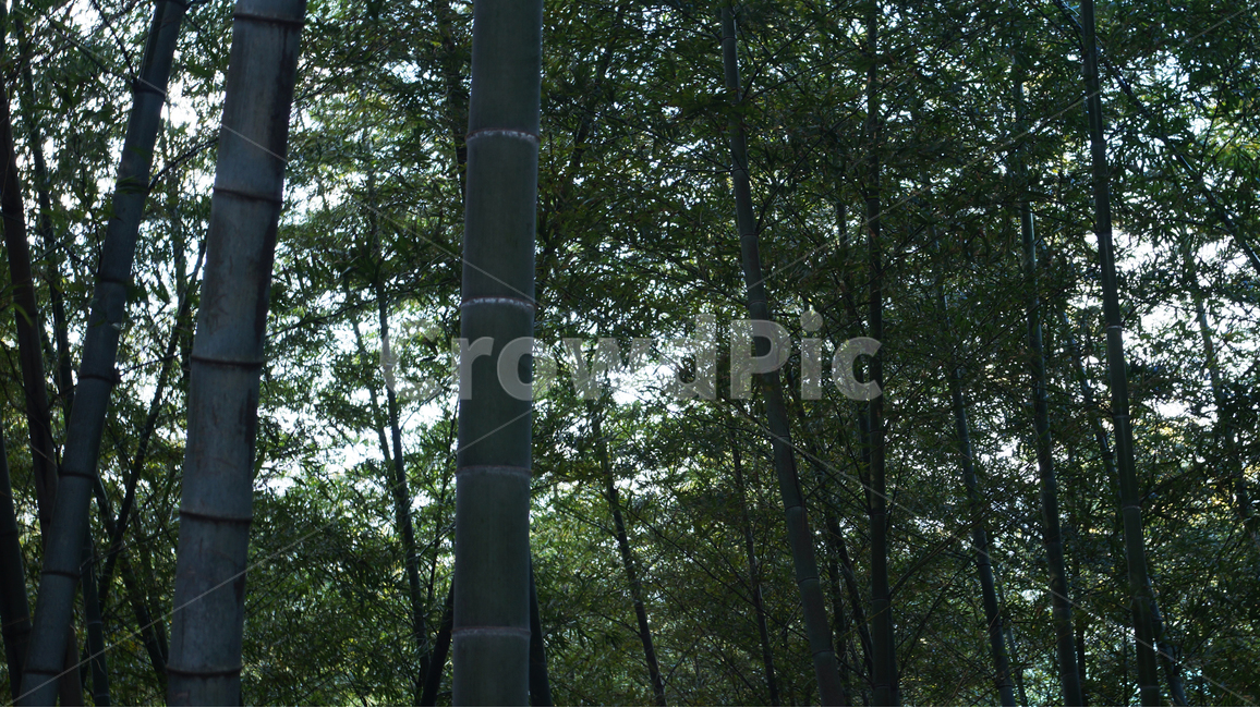 나무,나무숲,대나무,숲속,빛,오브제,분위기,식물,자연,plants,nature,나무,trees,wood