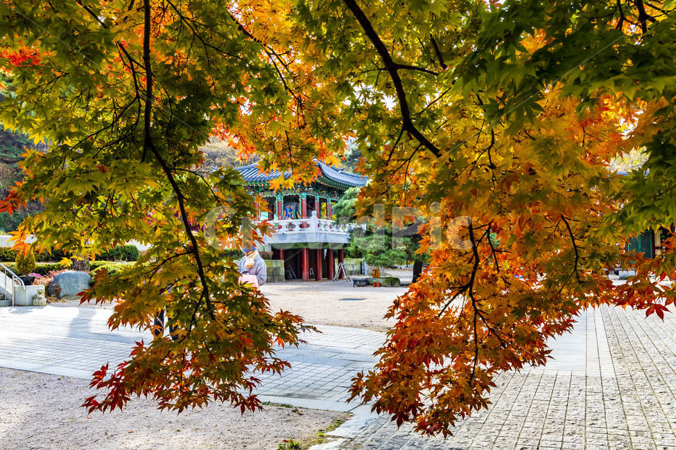 가을,계절,자연,감성,단풍,사찰,보광사,낙엽,나무,plant,tree,서정,가을낭만,식물,잎,maple,가을,계절,fall,autumn,season,leaf