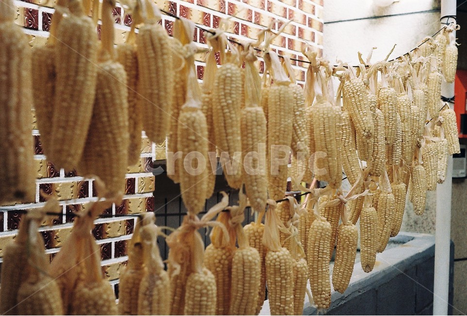 옥수수,음식,노란색,감성,필름,필름사진,음식,식재료,요리,food,cook,meal,dishes,food reserves,곡류,곡식,cereals
