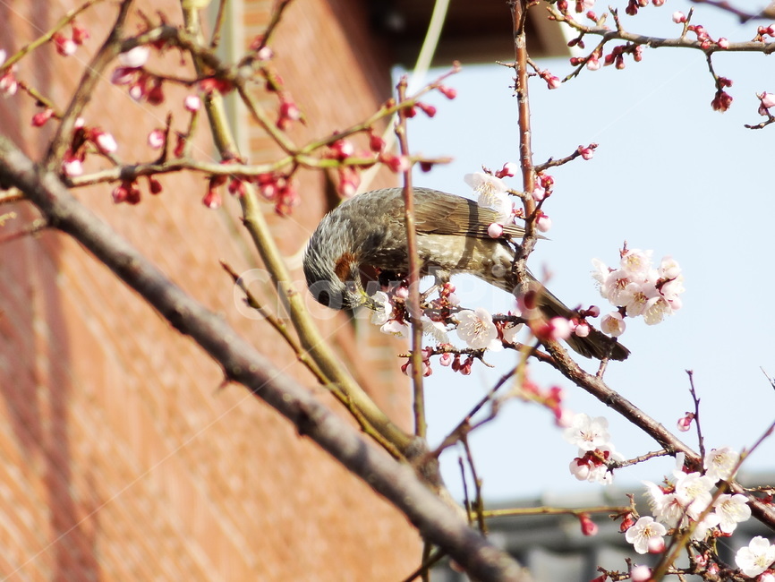 새,식사,꽃,봄,bird,spring,flower,blossom,animal,식물,풍경,자연,Nature,botany,landscape,view,나무,나뭇가지,깃털,날개,계절,동물,조류,직박구리,휴식,동물,animal,조류,새,birds