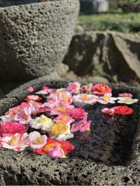 봄,자연,꽃,제주도,풍경,꽃,flower