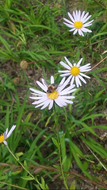 plant,식물,곤충,가을,자연