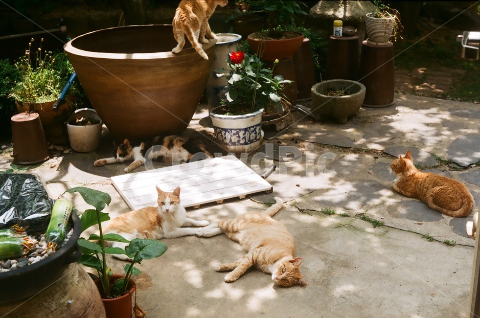 고양이,낮잠,필름사진,나른함,길냥이
