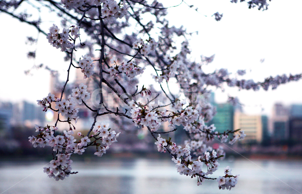 송파구,석촌호수,벚꽃,봄,석촌동,봄,계절,spring,season,식물,자연,plants,nature,꽃,flower,plant,blossom