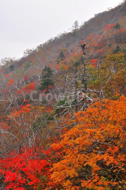 가을,설악산,국립공원,단풍,시즌,계절,단풍잎,leaf,season,maple,시안,디자인,디자이너,출판,편집,책자,서적,사보,카다로그,콘텐츠,리플렛,브로셔,모바일,팝업,전단,광고,색감,칼라풀,아름다운,뷰티풀,beautiful,sns,ebook,웹,마케팅,마켓팅,느낌,서정,나뭇,봉우리,능선,찬란한,화려한,mountain,autumn,fall,red,colorful,emotion,feeling,10월,그림같은,힐링,알록달록,울긋불긋,자연,식물,숲,산,명소,절경,산행,등산,관광,절정,빨강,노랑,초록,가을산,고사목,사면,가을,계절,fall,autumn,season,자연,풍경,nature,landscape,한국자연풍경,한국자연경관,korea nature landscape,plant,tree,나무,잎