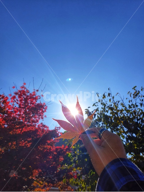 leaf,잎,plant,식물,person,사람,인간,tree,나무,가을,계절,fall,autumn,season