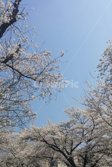 하늘,벚꽃,나무,나들이,cherryblossom