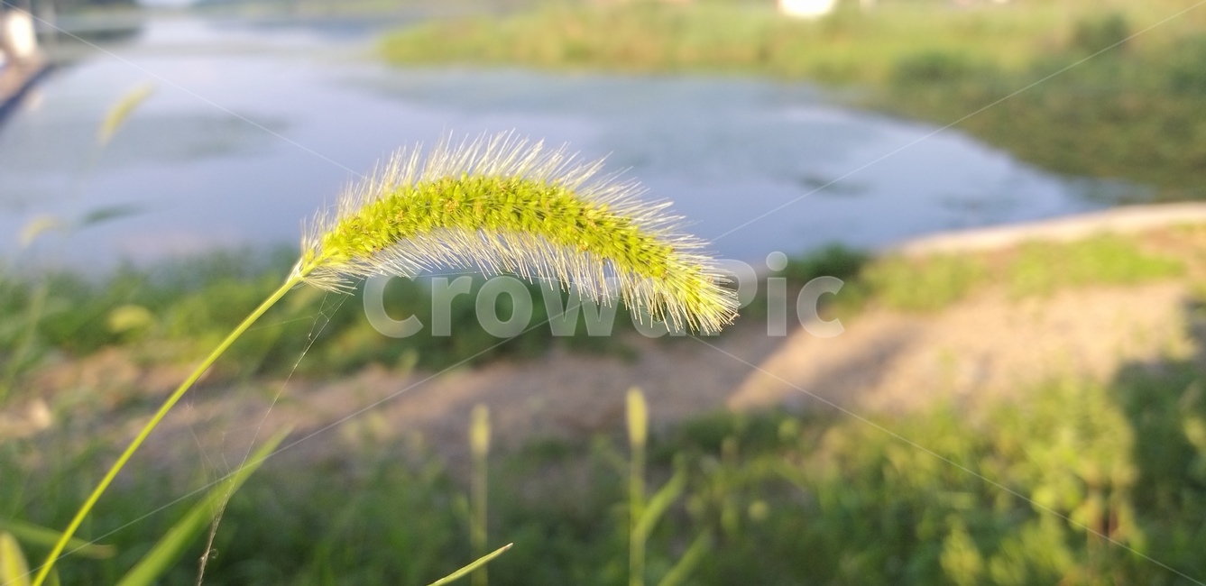 plant,식물,잔디,강아지풀,들꽂,식물,자연,plants,nature