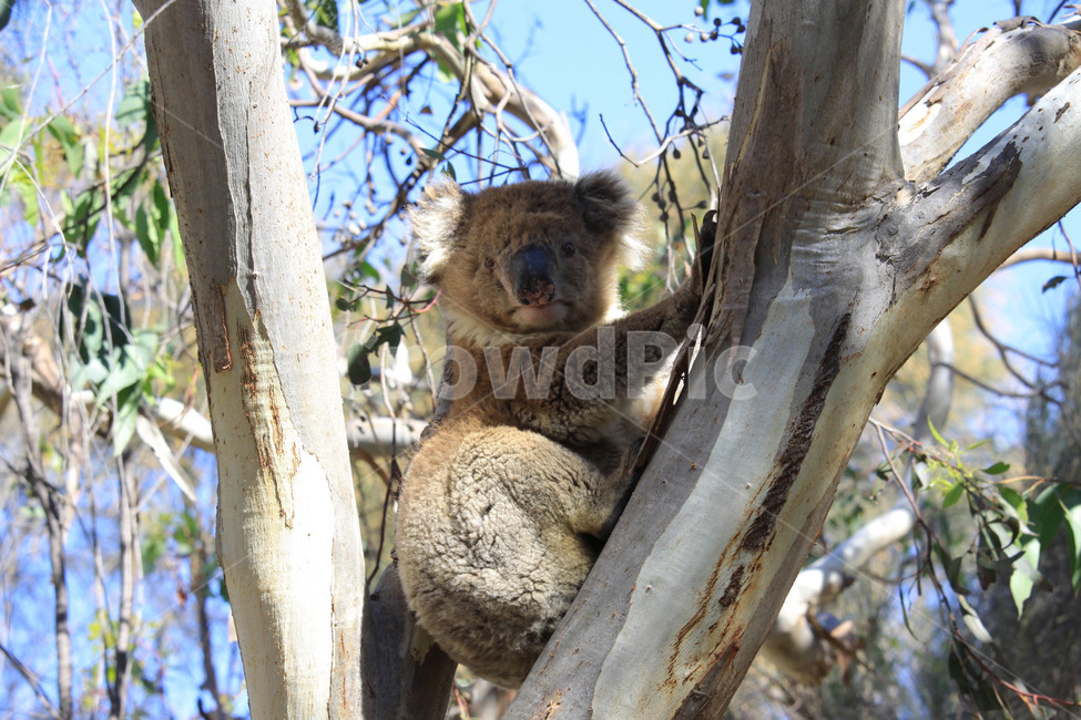 koala,australia,nature,wildlife,야생동물,코알라,호주,자연,나무,동물,곰,귀여운,동물,animal,포유류,mammal