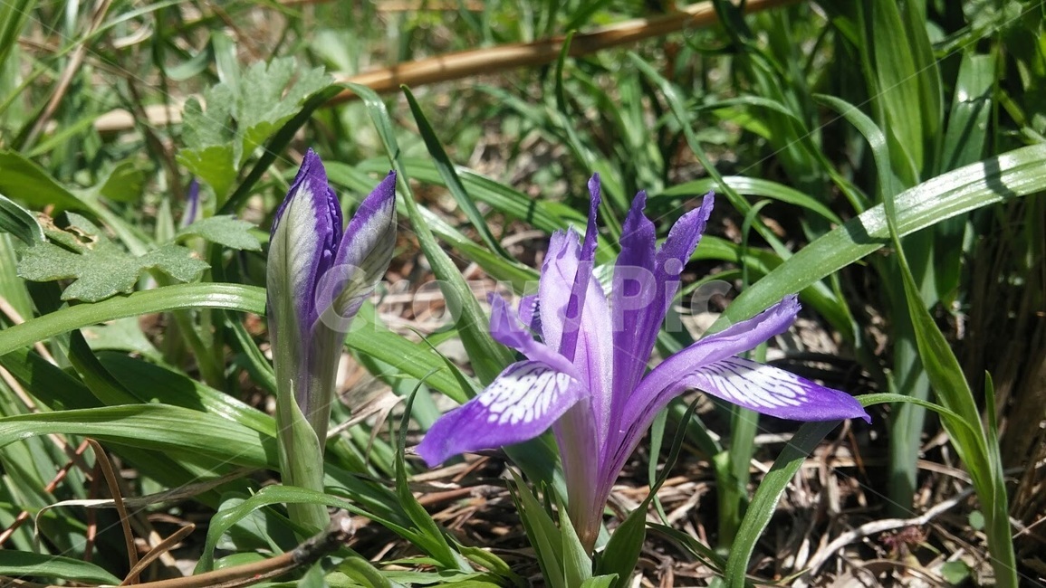 꽃,붓꽃,각시붓꽃,봄,보라색,식물,자연,plants,nature,꽃,flower