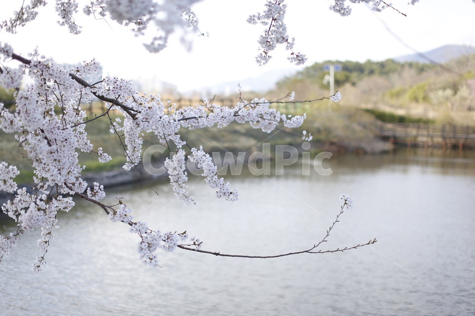 봄,벚꽃,핑크,산책,봄나무,봄,계절,spring,season,plant,식물